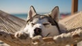 A cute Siberian husky dog sleeping in the hammock on the tropical beach in summer, pet and holiday concept. Generative AI Royalty Free Stock Photo