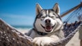 A cute Siberian husky dog smile and relax in the hammock on the tropical beach in summer, pet and holiday concept. Generative AI Royalty Free Stock Photo