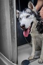 Cute siberian husky dog washing in home.