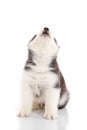 Cute siberian husky howling