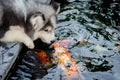 Cute siberian husky kiss carp Royalty Free Stock Photo