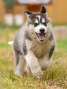Cute siberian husky/malamut puppy running Royalty Free Stock Photo
