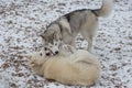 Cute siberian husky and multibred dog are playing in the winter park Royalty Free Stock Photo