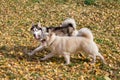 Cute siberian husky and multibred dog are walking in the autumn park Royalty Free Stock Photo