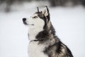 Cute Siberian Husky outdoors, in winter, lots of snow, freezing weather