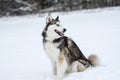 Cute Siberian Husky outdoors, in winter, lots of snow, freezing weather