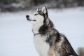 Cute Siberian Husky outdoors, in winter, lots of snow, freezing weather