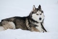 Cute Siberian Husky outdoors, in winter, lots of snow, freezing weather