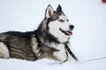 Cute Siberian Husky outdoors, in winter, lots of snow, freezing weather