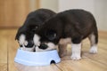Cute siberian husky puppies eating from feeding bowl at home. Dog feeding Royalty Free Stock Photo