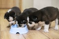 Cute siberian husky puppies eating from feeding bowl at home. Dog feeding Royalty Free Stock Photo