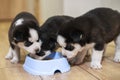 Cute siberian husky puppies eating from feeding bowl at home. Dog feeding Royalty Free Stock Photo