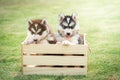 Cute siberian husky puppies paying in wooden crate