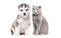 Cute siberian husky puppy and cat sitting together Royalty Free Stock Photo