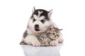 Cute siberian husky puppy cuddling cute kitten