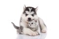 Cute siberian husky puppy cuddling cute kitten