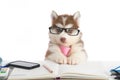 Cute siberian husky puppy in glasses working Royalty Free Stock Photo