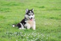 Cute siberian husky puppy