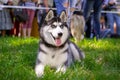 Cute siberian husky puppy lying on green grass on the dog show Royalty Free Stock Photo