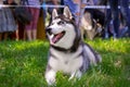 Cute siberian husky puppy lying on green grass on the dog show Royalty Free Stock Photo