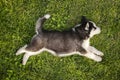 Cute siberian husky puppy lying on the green grass in the park Royalty Free Stock Photo