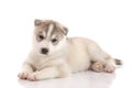 Cute siberian husky puppy lying on white background