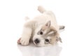 Cute siberian husky puppy lying on white background