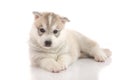 Cute siberian husky puppy lying on white background isolated