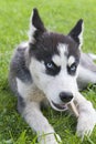 Siberian husky puppy play