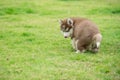 Cute siberian husky puppy pooping on green grass Royalty Free Stock Photo
