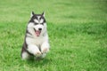 Cute siberian husky puppy running