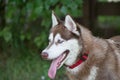 Cute siberian husky puppy is standing on a green grass in the summer park. Pet animals Royalty Free Stock Photo