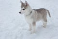 Cute siberian husky puppy is standing on the white snow. Pet animals Royalty Free Stock Photo