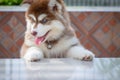 Cute siberian husky puppy to the edge of the tablel. siberian husky puppy outdoors on a walk. little red and white blue eyed Royalty Free Stock Photo