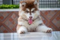 Cute siberian husky puppy to the edge of the tablel. siberian husky puppy outdoors on a walk. little red and white blue eyed Royalty Free Stock Photo