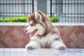 Cute siberian husky puppy to the edge of the tablel. siberian husky puppy outdoors on a walk. little red and white blue eyed Royalty Free Stock Photo