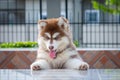 Cute siberian husky puppy to the edge of the tablel. siberian husky puppy outdoors on a walk. little red and white blue eyed Royalty Free Stock Photo