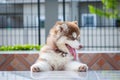 Cute siberian husky puppy to the edge of the tablel. siberian husky puppy outdoors on a walk. little red and white blue eyed Royalty Free Stock Photo