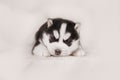 Cute siberian husky puppy