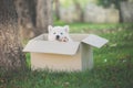 Cute siberian husky sitting in a box