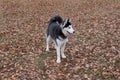 Cute siberian husky is standing in the autumn park. Pet animals Royalty Free Stock Photo