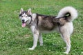 Cute siberian husky is standing on a green grass in the park. Dark grey and white coat. Pet animals Royalty Free Stock Photo