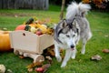 Cute Siberian husky is standing near wheelbarrow full of autumn vegetables and fruits Royalty Free Stock Photo