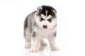 Cute siberian husky standing on white background Royalty Free Stock Photo