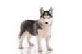 Cute siberian husky standing Royalty Free Stock Photo