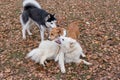 Cute siberian husky and two multibred dogs are playing in the autumn park Royalty Free Stock Photo