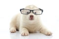 Cute siberian husky wearing glasses on white background Royalty Free Stock Photo