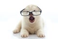 Cute siberian husky wearing glasses on white background Royalty Free Stock Photo