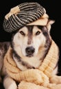 Cute siberian husky wearing a vintage hat