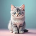 Cute siberian kitten sitting on color background, front view